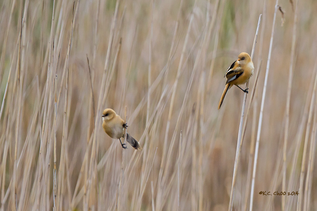 Bearded Tit