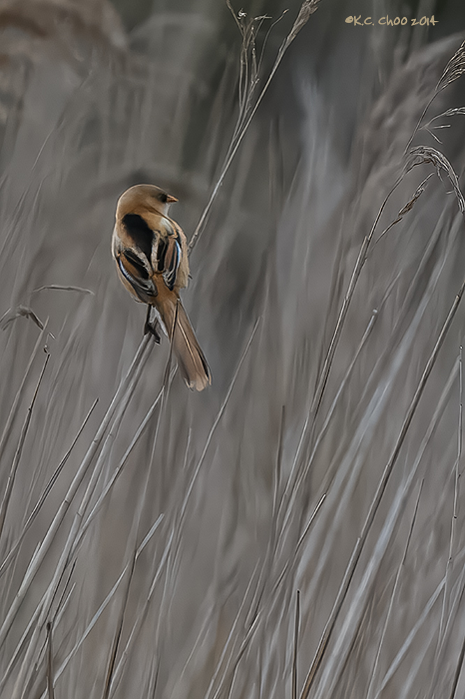 Bearded Tit