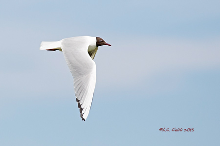 Black-headed Gull