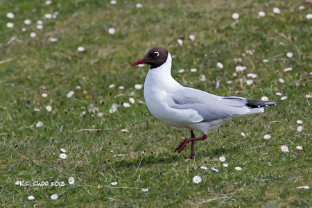 Black-headed Gull