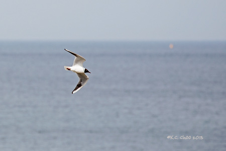 Black-headed Gull