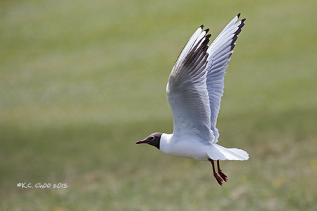 Black-headed Gull