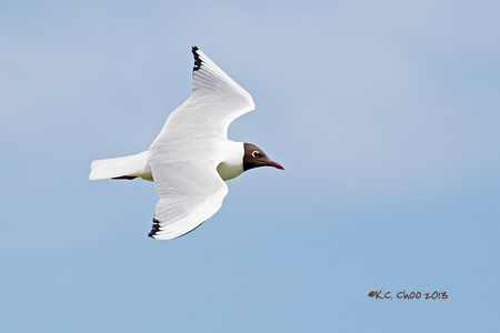 Black-headed Gull