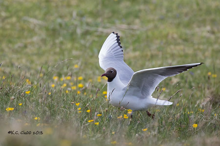 Black-headed Gull