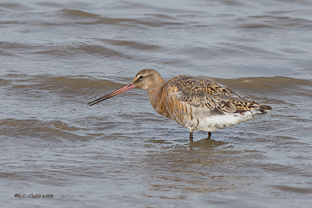 Black-tailed Godwit