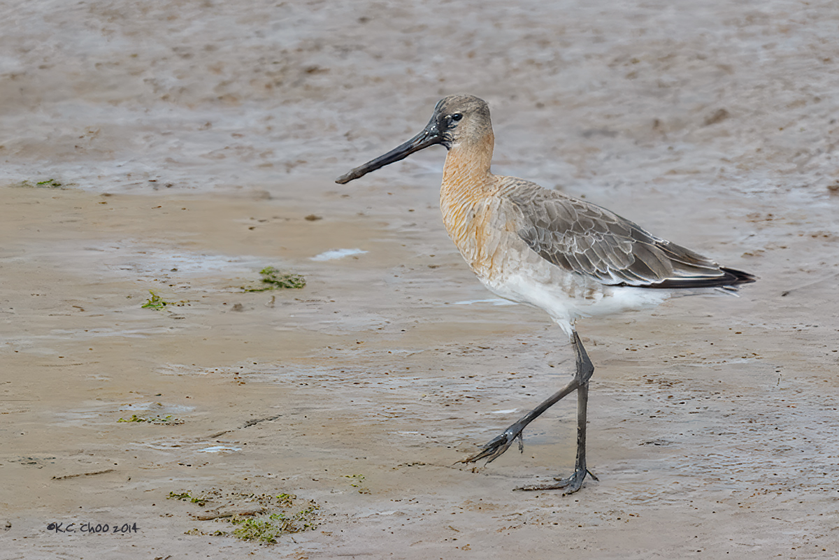Black-tailed Godwit