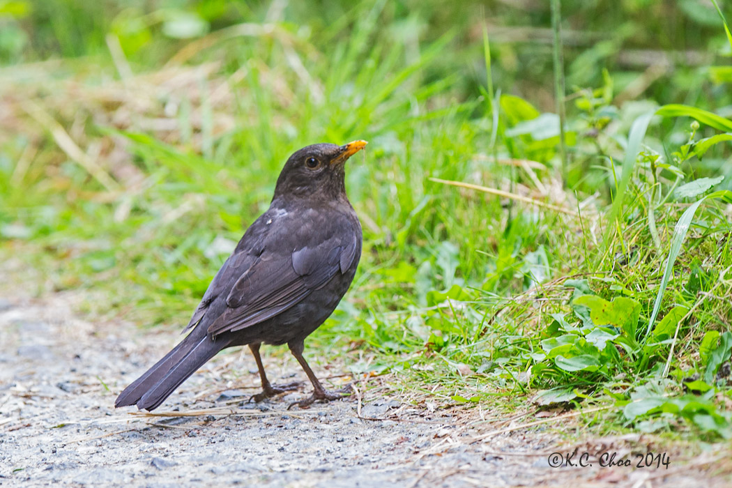 Blackbird