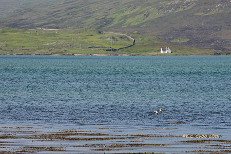 Common Eider