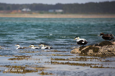 Common Eider