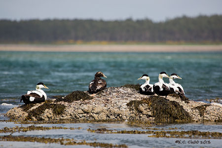 Common Eider