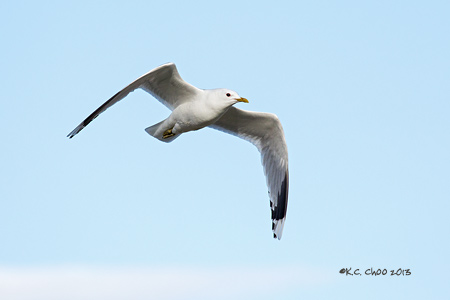 Common Gull