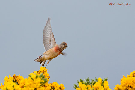 Common Linnet