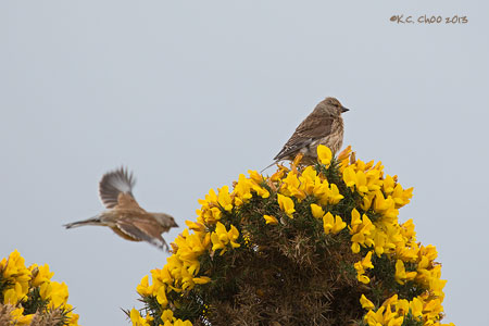 Common Linnet
