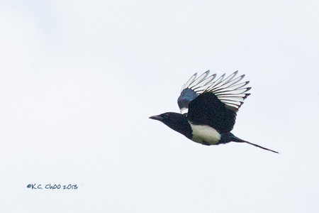 Common Magpie