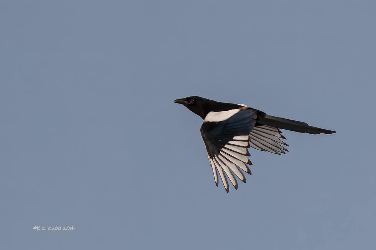 Common Magpie