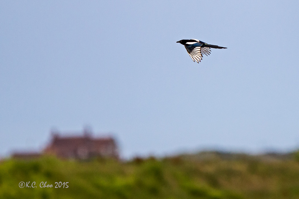 Common Magpie