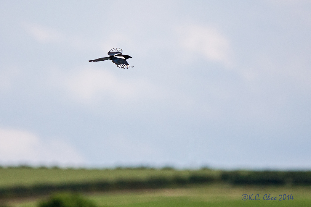 Common Magpie