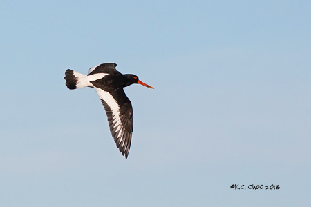 Eurasian Oystercatcher