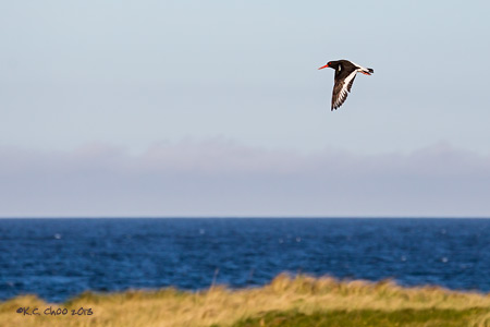 Eurasian Oystercatcher