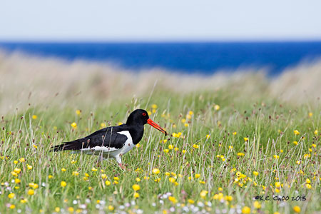 Eurasian Oystercatcher