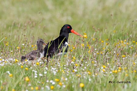 Eurasian Oystercatcher