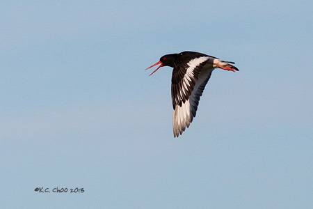 Eurasian Oystercatcher