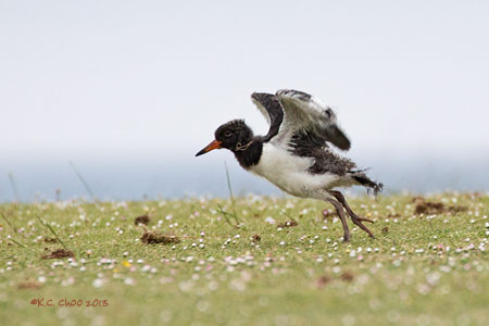 Eurasian Oystercatcher