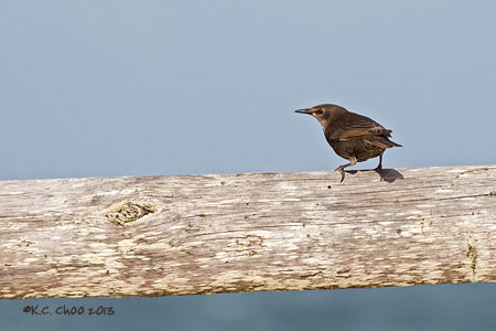 Eurasian Rock Pipit