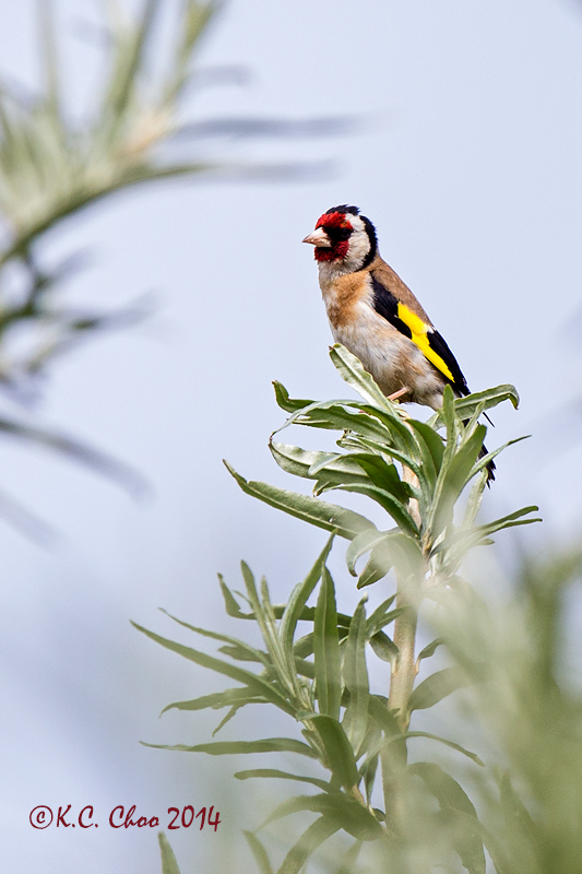 European Goldfinch