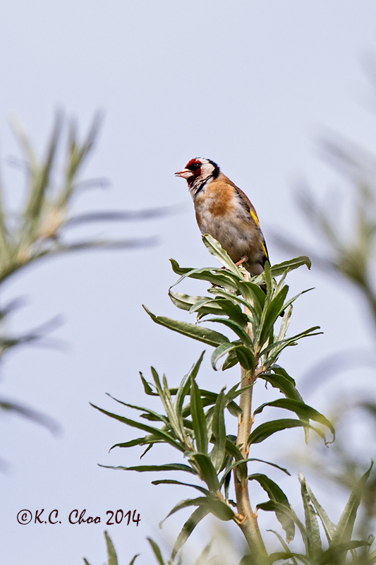 European Goldfinch