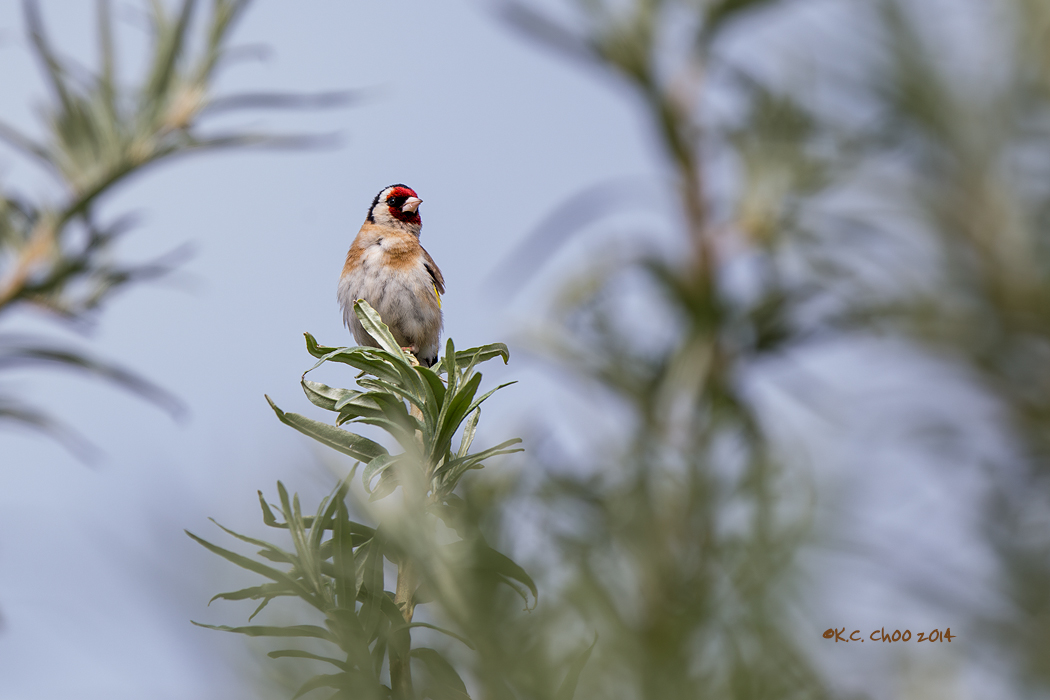 European Goldfinch
