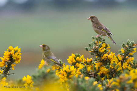 European Greenfinch