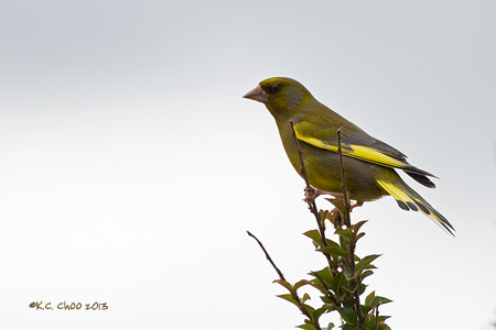 European Greenfinch