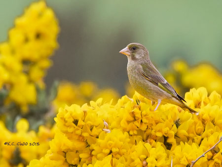 European Greenfinch