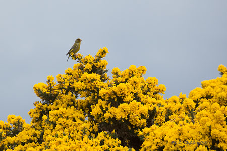 European Greenfinch