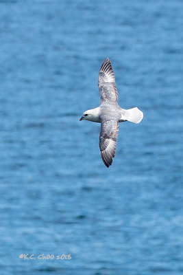 Northern Fulmar