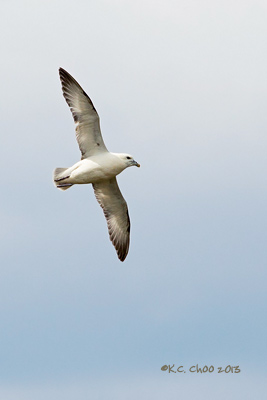 Northern Fulmar