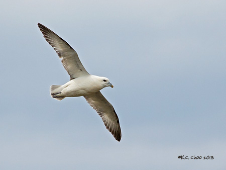 Northern Fulmar