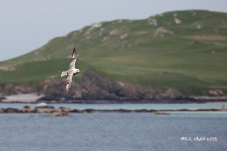 Northern Fulmar