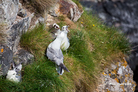 Northern Fulmar