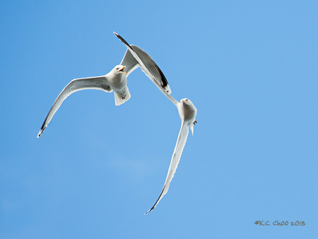 Glaucous Gull