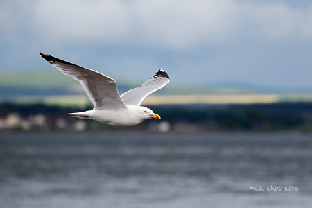 Glaucous Gull