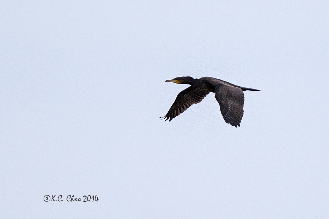 Great Cormorant