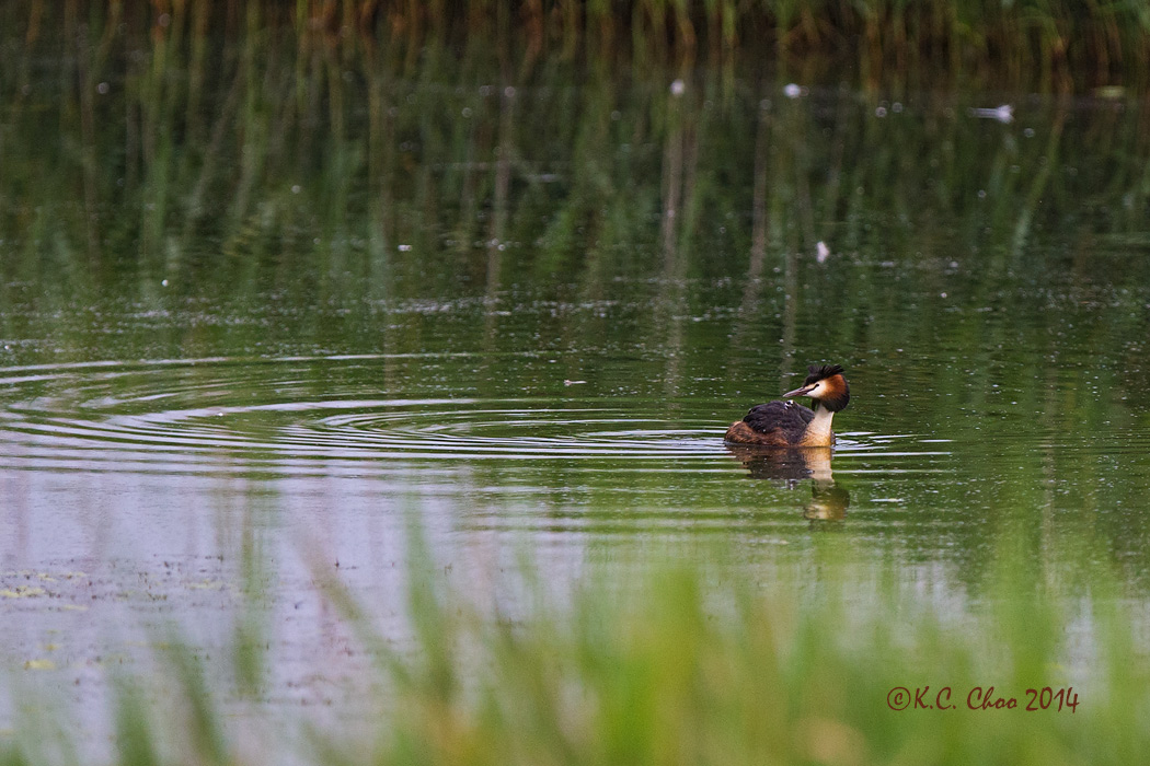 Great-crested, Grebe