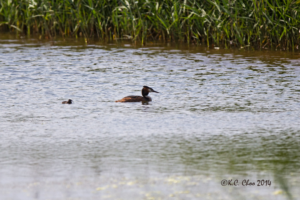 Great-crested, Grebe