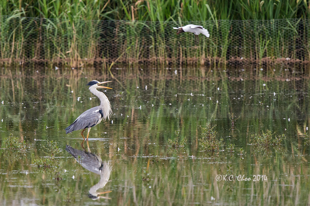 Grey Heron