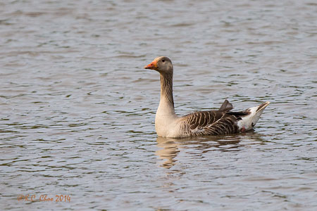 Greylag Goose