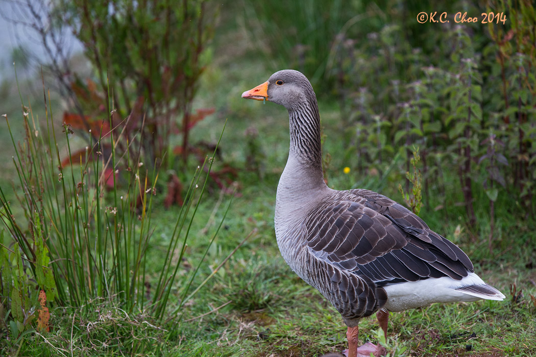 Greylag Goose