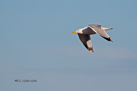 Herring Gull