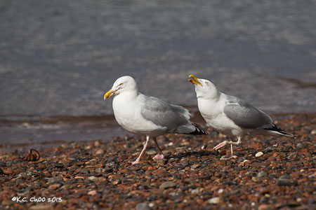Herring Gull